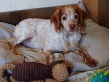 SKAY, Hund, Bretonischer Vorstehhund in Bulgarien - Bild 1