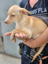 SANDY, Hund, Mischlingshund in Spanien - Bild 2