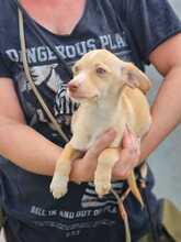 SANDY, Hund, Mischlingshund in Spanien - Bild 3