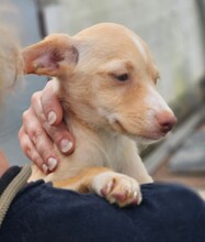 SANDY, Hund, Mischlingshund in Spanien - Bild 4