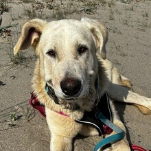 LUNA, Hund, Mastin Español-Mix in Spanien - Bild 1