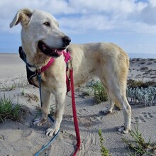 LUNA, Hund, Mastin Español-Mix in Spanien - Bild 3