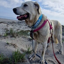 LUNA, Hund, Mastin Español-Mix in Spanien - Bild 6