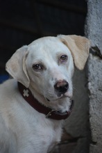 BROCCOLI, Hund, Mischlingshund in Bulgarien - Bild 1