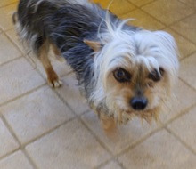 SIMBA, Hund, Yorkshire Terrier in Boxberg