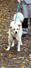 LILLE, Hund, Mischlingshund in Rommerskirchen - Bild 10