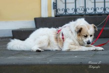 LILLE, Hund, Mischlingshund in Rommerskirchen - Bild 5