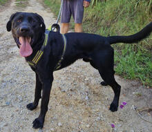 LUCKYBOY, Hund, Labrador Retriever in Portugal - Bild 1