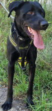 LUCKYBOY, Hund, Labrador Retriever in Portugal - Bild 2