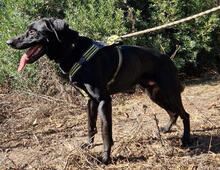 LUCKYBOY, Hund, Labrador Retriever in Portugal - Bild 3