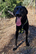 LUCKYBOY, Hund, Labrador Retriever in Portugal - Bild 4