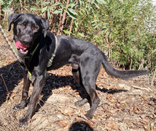 LUCKYBOY, Hund, Labrador Retriever in Portugal - Bild 5