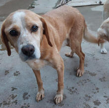 ZIGGY, Hund, Mischlingshund in Portugal - Bild 5