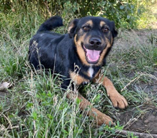 LAILA, Hund, Mischlingshund in Slowakische Republik - Bild 4