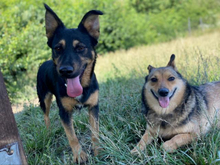 LAILA, Hund, Mischlingshund in Slowakische Republik - Bild 5