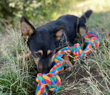 LAILA, Hund, Mischlingshund in Slowakische Republik - Bild 7