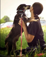 MILKY, Hund, Mischlingshund in Slowakische Republik - Bild 10