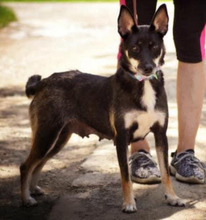 MILKY, Hund, Mischlingshund in Slowakische Republik - Bild 6