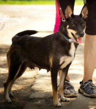 MILKY, Hund, Mischlingshund in Slowakische Republik - Bild 9