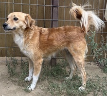 THUNDER, Hund, Mischlingshund in Griechenland - Bild 2