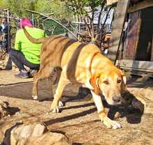 NINO, Hund, Mischlingshund in Griechenland - Bild 1