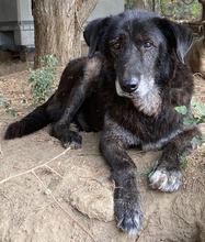 BOLT, Hund, Mischlingshund in Griechenland - Bild 6