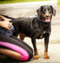 PUNTIY127, Hund, Mischlingshund in Slowakische Republik - Bild 1