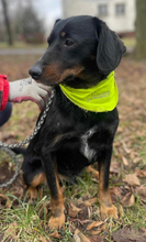 PUNTIY127, Hund, Mischlingshund in Slowakische Republik - Bild 10