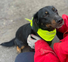 PUNTIY127, Hund, Mischlingshund in Slowakische Republik - Bild 11