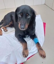 PUNTIY127, Hund, Mischlingshund in Slowakische Republik - Bild 2