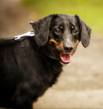 PUNTIY127, Hund, Mischlingshund in Slowakische Republik - Bild 5