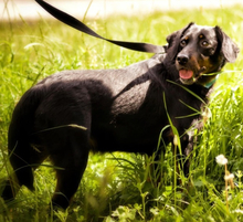 PUNTIY127, Hund, Mischlingshund in Slowakische Republik - Bild 6