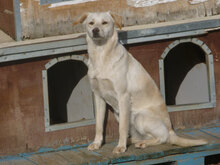 VERA, Hund, Mischlingshund in Bulgarien - Bild 1