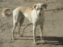 VERA, Hund, Mischlingshund in Bulgarien - Bild 10