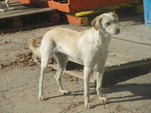 VERA, Hund, Mischlingshund in Bulgarien - Bild 11