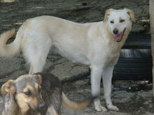 VERA, Hund, Mischlingshund in Bulgarien - Bild 12