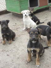 VERA, Hund, Mischlingshund in Bulgarien - Bild 13