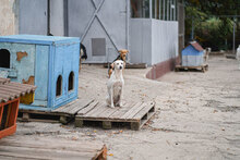 VERA, Hund, Mischlingshund in Bulgarien - Bild 14