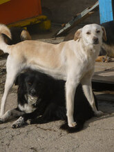 VERA, Hund, Mischlingshund in Bulgarien - Bild 2