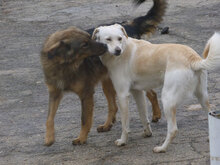 VERA, Hund, Mischlingshund in Bulgarien - Bild 3