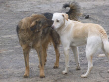 VERA, Hund, Mischlingshund in Bulgarien - Bild 4