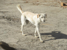 VERA, Hund, Mischlingshund in Bulgarien - Bild 6