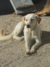 VERA, Hund, Mischlingshund in Bulgarien - Bild 7