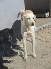 VERA, Hund, Mischlingshund in Bulgarien - Bild 8