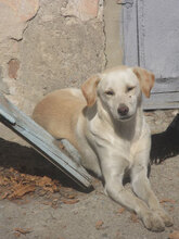 VERA, Hund, Mischlingshund in Bulgarien - Bild 9