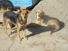 VANINA, Hund, Mischlingshund in Bulgarien - Bild 12