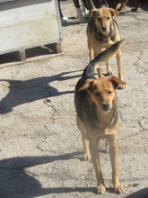 VANINA, Hund, Mischlingshund in Bulgarien - Bild 13