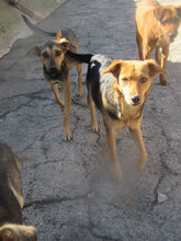 VANINA, Hund, Mischlingshund in Bulgarien - Bild 14