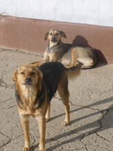 VANINA, Hund, Mischlingshund in Bulgarien - Bild 2