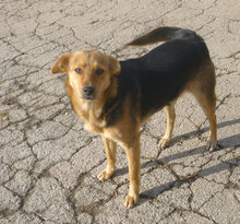 VANINA, Hund, Mischlingshund in Bulgarien - Bild 3